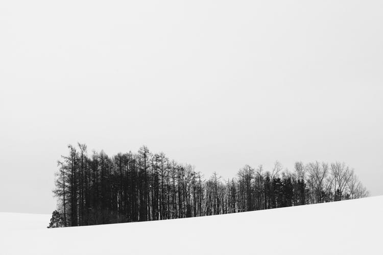A line of trees in the snow. Minimalist photo made in Hokkaido, Japan by Leonie Wise