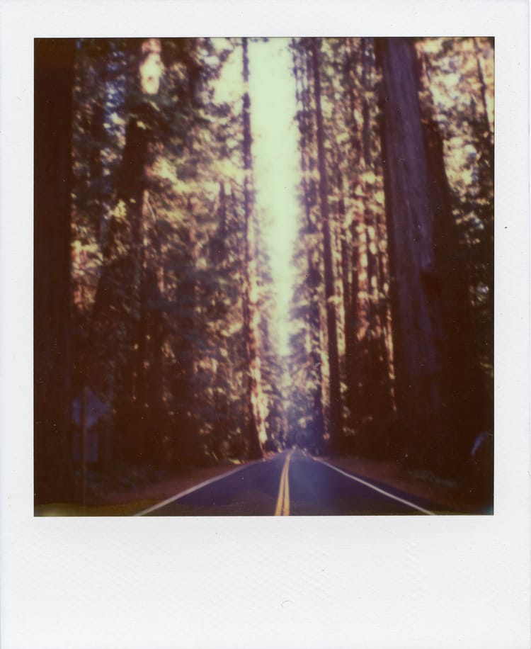 avenue of the giants