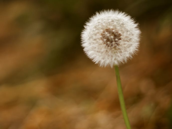dandelion seed head. copyright leonie wise