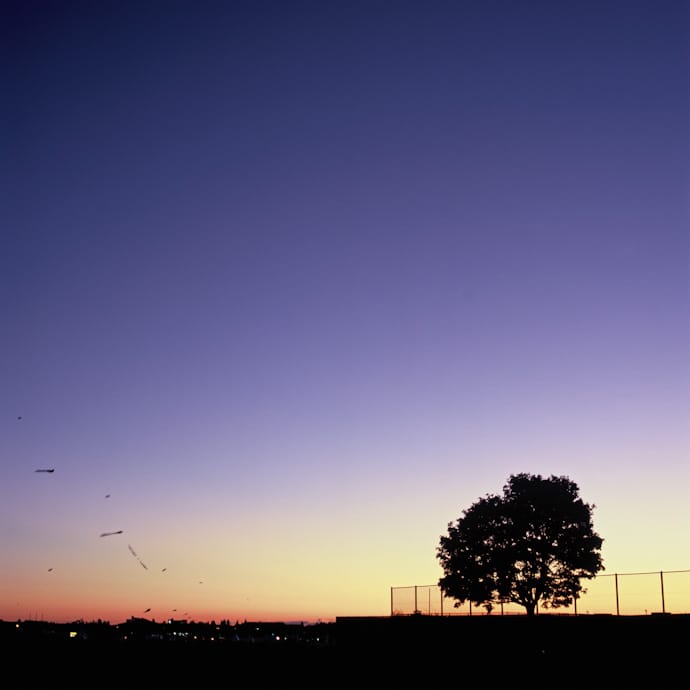 a tree in the twilight at templehof airport, berlin. copyright leonie wise