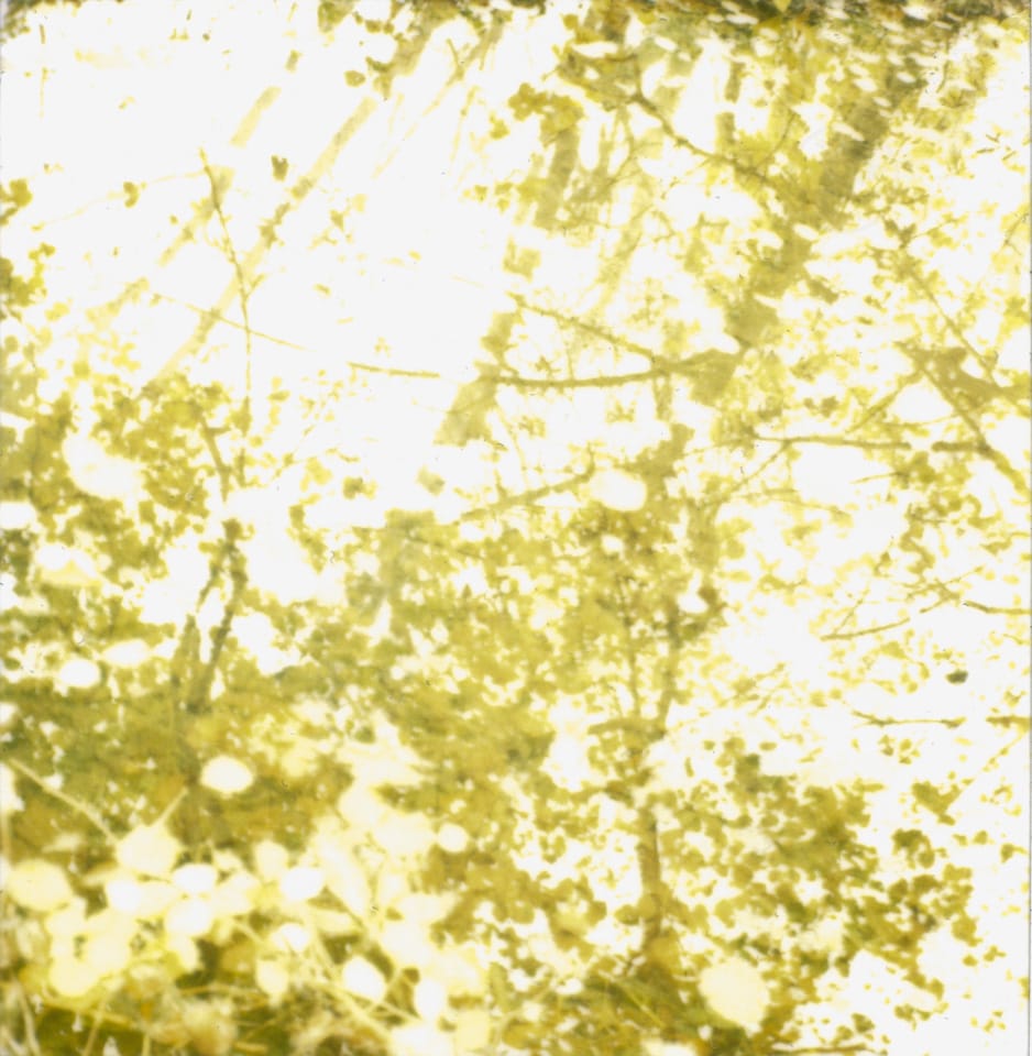 polaroid photograph of trees reflected in water. copyright leonie wise