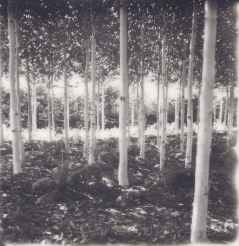 in praise of trees