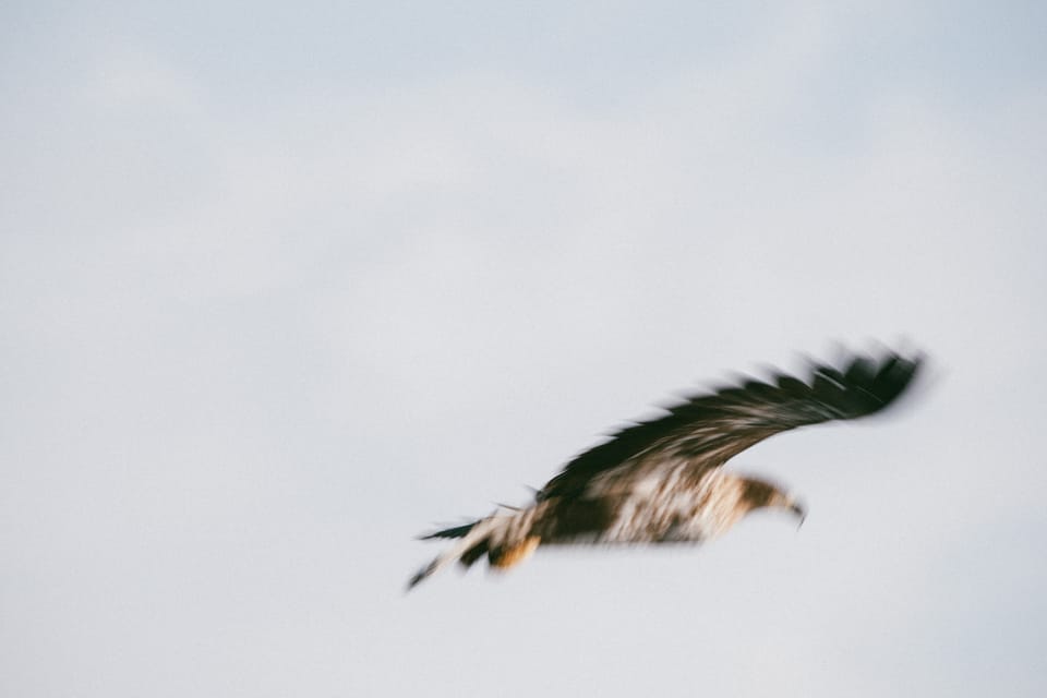 from there and here [flying spirit]