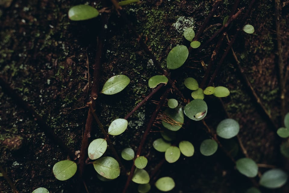 recent vignettes