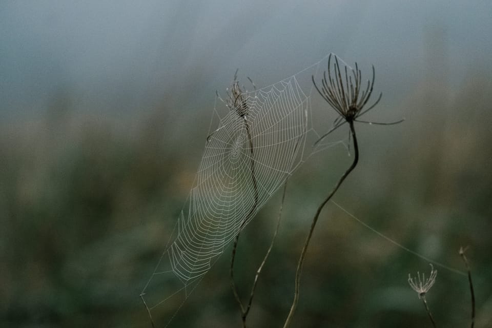 fog chaser
