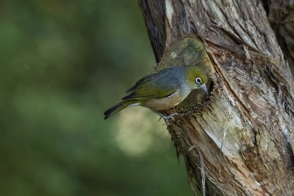 today's garden visitor