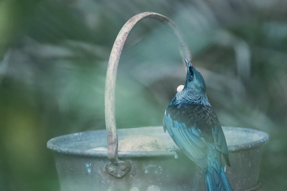 today's garden visitor