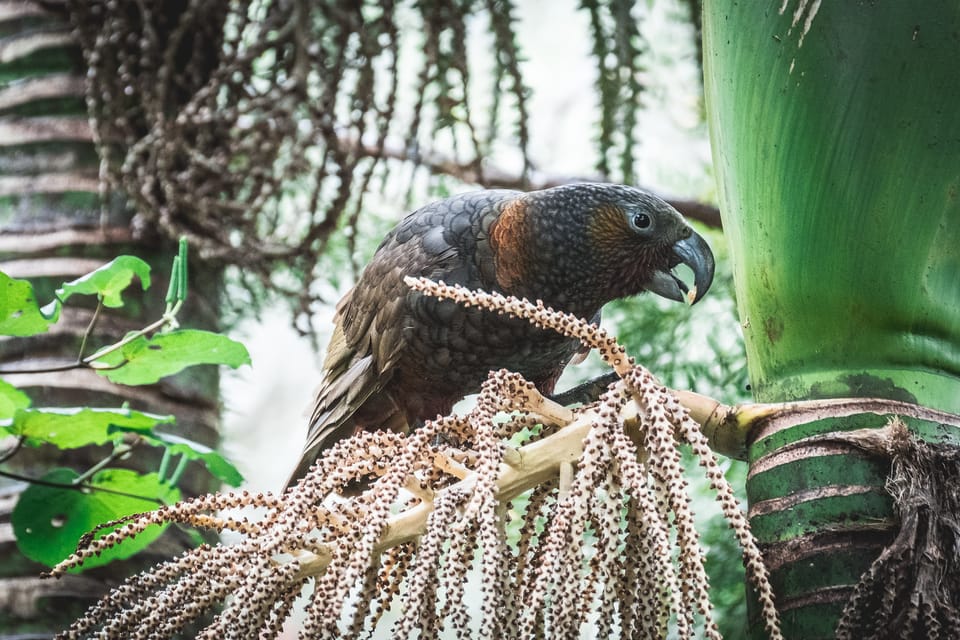 today's garden visitor
