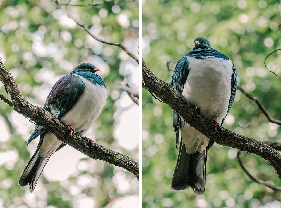 garden visitor
