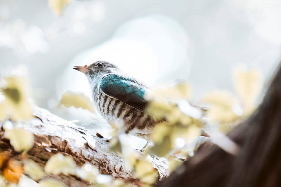 pīpīwharauroa // shining cuckoo